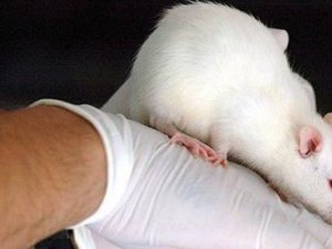 Bilim adamları "kaybolan" hafızayı geri getirdi