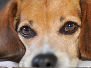 Kayıp köpeğini bulana 1 buçuk milyonluk evini verecek