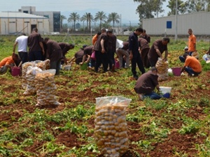Mahkumlar 60 ton patates üretti!