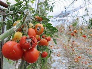 Tarıma 9 yılda 64 milyar liralık teminat