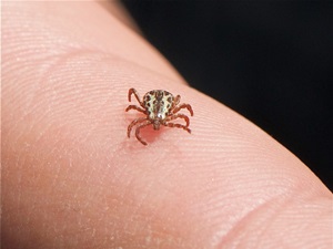 Sivas'ta kene paniği