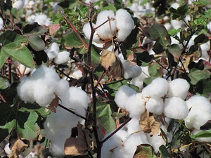 Antalya'da pamuk hasadı heyecanı