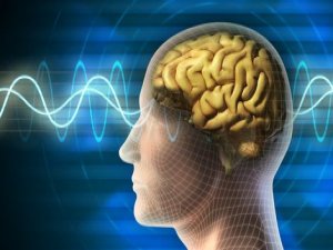 Bu gıdalar beyni zinde tutuyor