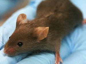 ABD'de 'yapay ayak' üretildi!