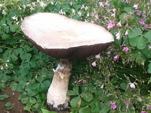 Bu mantar tam 1 kilo!