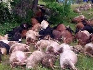 Yine yıldırım faciası: 45 hayvan telef oldu
