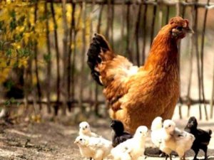 Küba tavuk ithalini askıya aldı