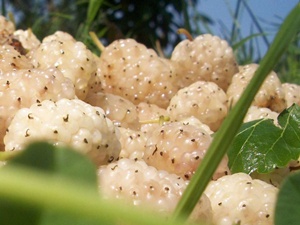 Kansere karşı dut yiyin!