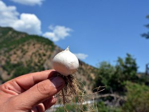 Tunceli sarımsağını toplayan "yanacak"