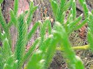 Karaciğere kurt ayağı