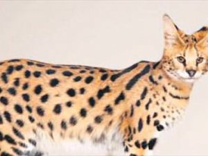 22 bin dolarlık kedi
