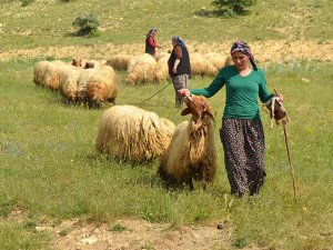 Sertifikalı kadın çobanlar
