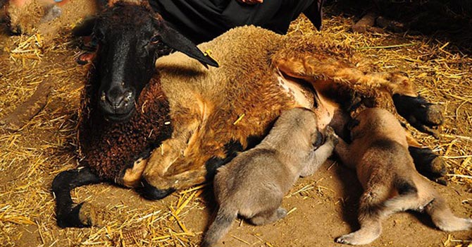 Kangal yavrularına koyun "annelik" yapıyor