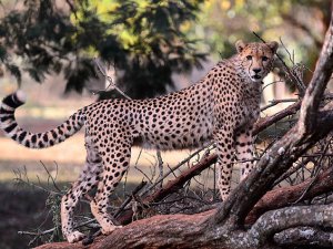 Bilim adamlarından "türler yok oluyor" uyarısı