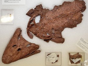 Kanada'da 375 milyon yıllık balık fosili sergileniyor