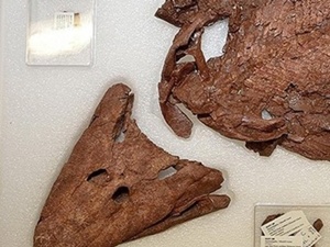 Evrim teorisi, termodinamiğin ikinci kuralına uygun mu?