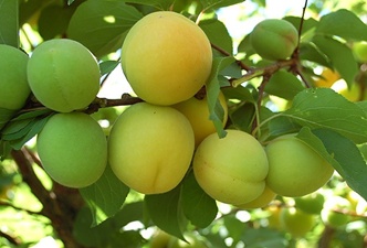 Saç dökülmesine bu meyve iyi geliyor!