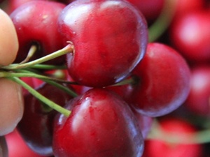 Kirazın kilosu çok ucuz!