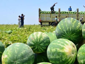 Karpuzun kilosu 20 kuruş
