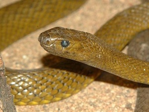 Üzerine yılan atlayınca dili tutuldu!