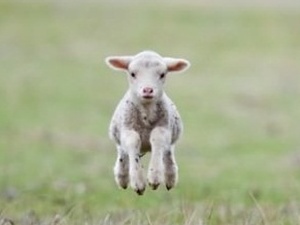 Genetiği değiştirilmiş kuzuyu yediler!