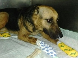 Ankara Belediyesi 7 adet bomba arama köpeği alacak