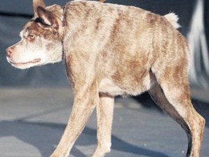 Dünyanın en çirkin köpeği seçildi