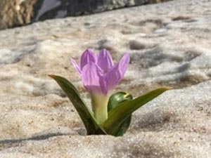 Kardelenlerin tefekküre daveti