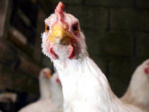 Irak'tan Türk tavuğuna izin çıktı