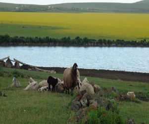 Mişko Gölü can çekişiyor