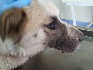 Sokak köpeğine doku nakli