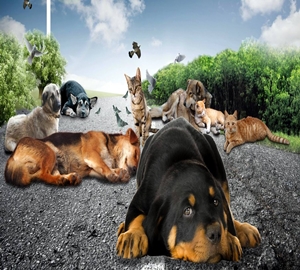 Silopi'de o hayvanlar toplanıyor