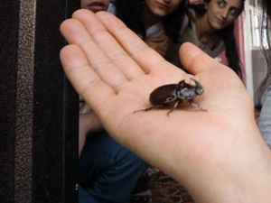 Balkonda 'dünyanın en pahalı böceğini" buldu!