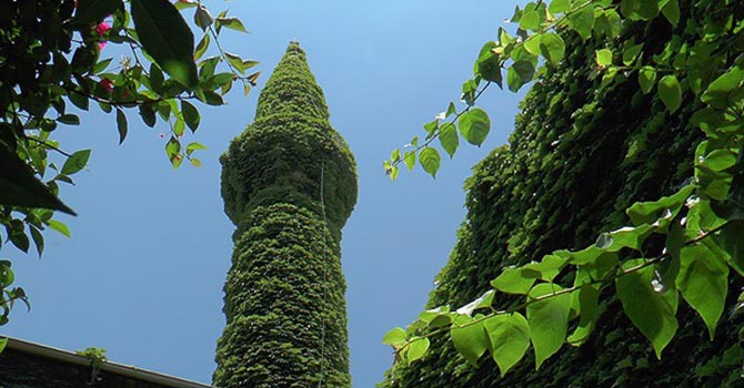 Sarmaşığın 'yeşile boyadığı' cami