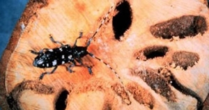 İstanbul'da ağaç yiyen böcek alarmı!