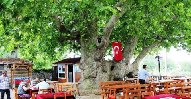 Bu ağaç Osmanlı İmparatorluğu'ndan daha yaşlı