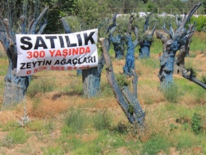 300 yıllık zeytin ağaçları 5 bin liraya