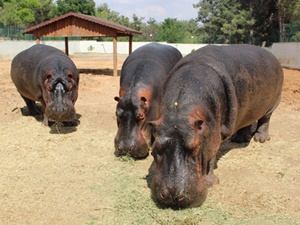 Su aygırlarına yoğun ilgi