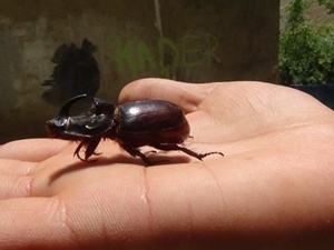 Gergedan böceği bu defa Hakkari'de görüldü