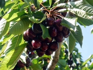 Kiraz üreticisinin yüzünü güldü