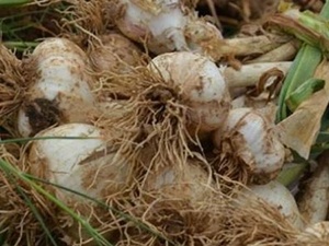 Sarımsaklar zarar gördü