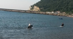 Denize giren atlar ilgi odağı oldu