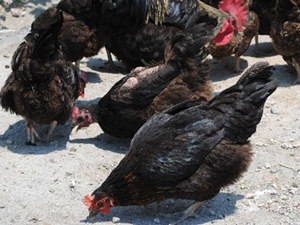 Keneye karşı tavuk, kaz ve ördek besliyor