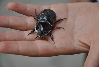 Gergedan böceği ticareti yapanlara para cezası