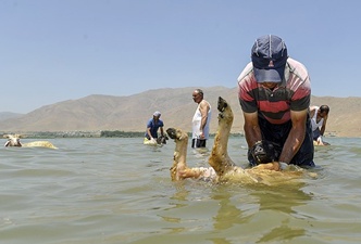 Koyunlar sodalı suda yıkanıyor