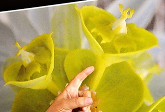 Yıllardır çiçekteki o görüntüyü arıyor