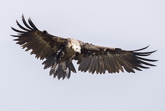 Akbabalara özel lokanta!