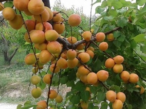 Don zararından korunmak için sulama önerisi