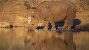 Soyu tükenen hayvanlara umut: Siyah Gergedan Gen Projesi