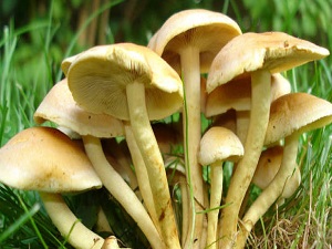 Mantar zehirlenmelerine dikkat